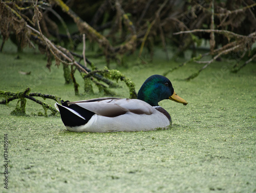 Male mallard duck with glossy green head swimming in algae-covered pond near Neusiedler See, Austria. Wildlife nature scene with floating duck, mossy water, and peaceful wetland environment.