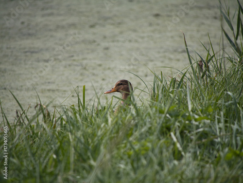 Curious female mallard peeking through green grass on the edge of a wetland near Lake Neusiedl, Austria – wildlife photo capturing natural duck behavior in peaceful, untouched habitat