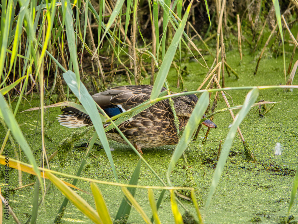 Obraz premium Female mallard duck gliding through green algae-covered wetland in natural habitat near Lake Neusiedl, Austria – close-up wildlife photography of bird in calm, serene environment