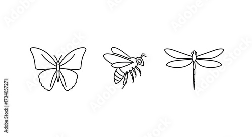 Outline illustrations of insects