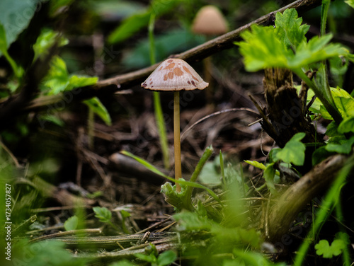 Close-up of a small wild mushroom growing among green leaves and forest debris. Captures the beauty of natural woodland details, perfect for nature, autumn, or forest-themed projects.