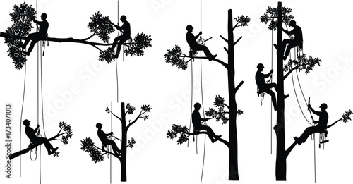 Tree climbers at work, arborists in action pruning branches, professional tree maintenance, rope access workers, forest safety gear, arboriculture techniques, tree service experts