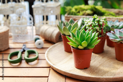 Florist at work: woman shows how to make cute home decorations with succuletnt plants. Step by step, tutorial.