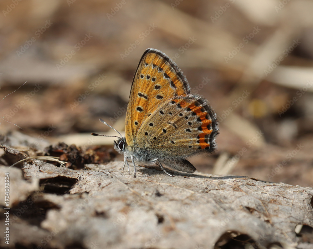 Obraz premium Lycaena helle, the violet copper