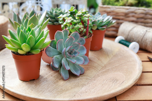 Florist at work: woman shows how to make cute home decorations with succuletnt plants. Step by step, tutorial.