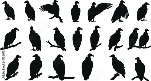 Vulture bird silhouettes collection, perched and flying poses, scavenger bird vector art, wildlife raptor illustrations, black vulture set, animal posture graphic design