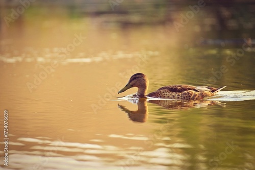 Mallard duck on the surface of the pond. Beautiful concept for animals, water and nature