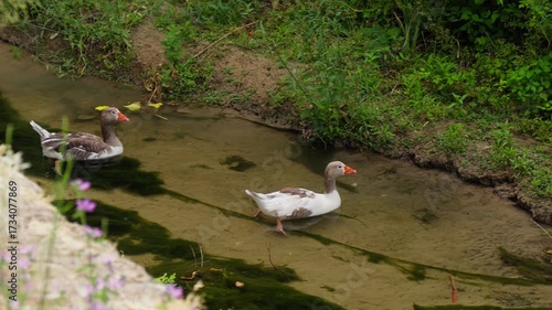 Ducks swimming in a peaceful stream at a garden