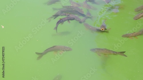 Fish swimming in green pond water during sunny day