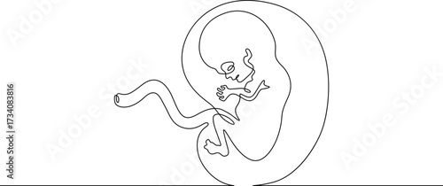 Continuous one line drawing Human embryo. Development of the human fetus. Pregnancy.Line art.One continuous line isolated illustration.Not AI.