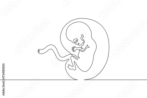 Continuous one line drawing Human embryo. Development of the human fetus. Pregnancy.Line art.One continuous line isolated illustration.Not AI.