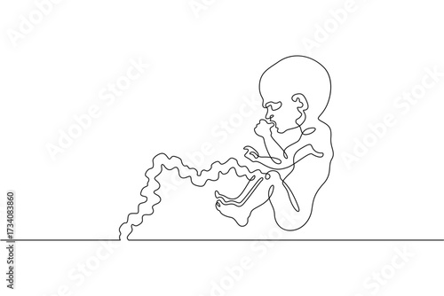 Continuous one line drawing Human embryo. Development of the human fetus. Pregnancy.Line art.One continuous line isolated illustration.Not AI.