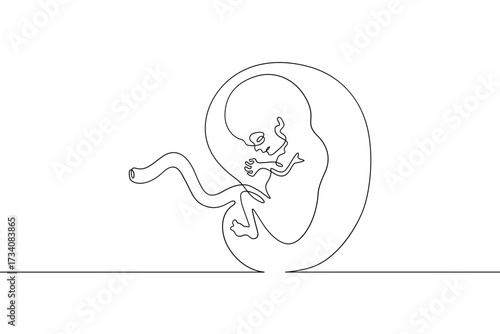 Continuous one line drawing Human embryo. Development of the human fetus. Pregnancy.Line art.One continuous line isolated illustration.Not AI.