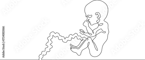 Continuous one line drawing Human embryo. Development of the human fetus. Pregnancy.Line art.One continuous line isolated illustration.Not AI.