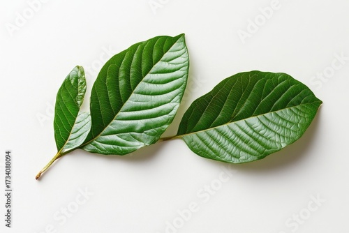 Fresh green leaves on a white background