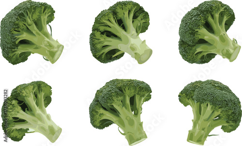 Realistic broccoli floret vector set with green stalks, vegetable details, healthy food illustration for culinary, nutrition, and educational use