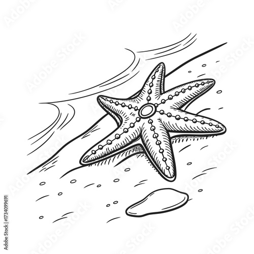 Detailed black and white illustration of a starfish resting on a sandy seabed