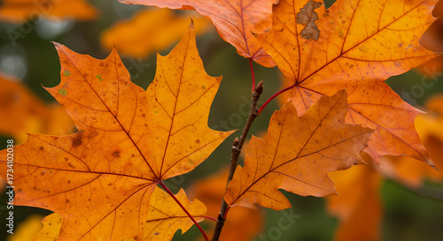 Wallpaper Mural Title: Vibrant Orange Maple Leaves on a Branch in Autumn
 Torontodigital.ca