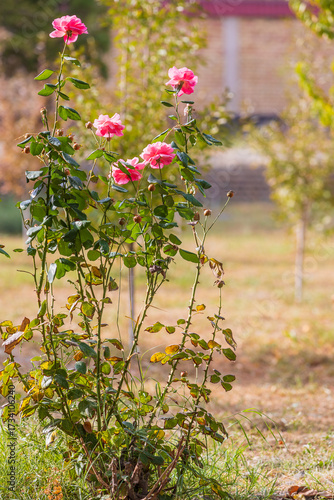 A rose bush with pink rose flowers in autumn garden