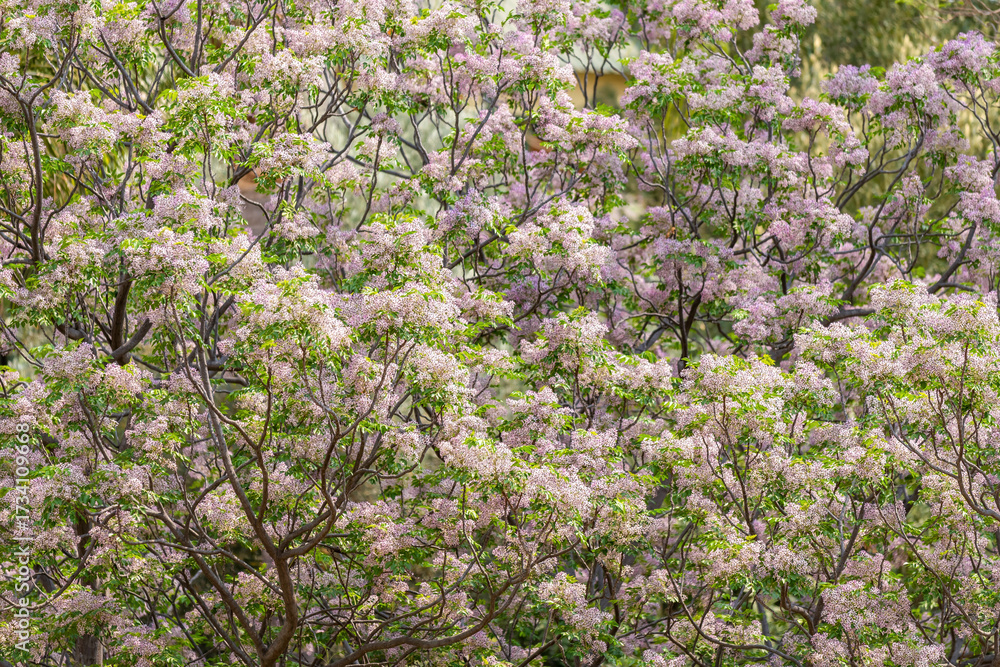 Obraz premium Arbres en fleurs au printemps en Namibie