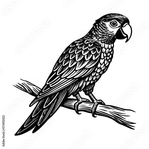 Parrot