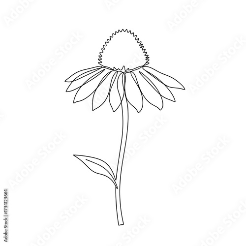 Close-up botanical photo of echinacea flower in natural light for health, herbal remedy or wellness article background