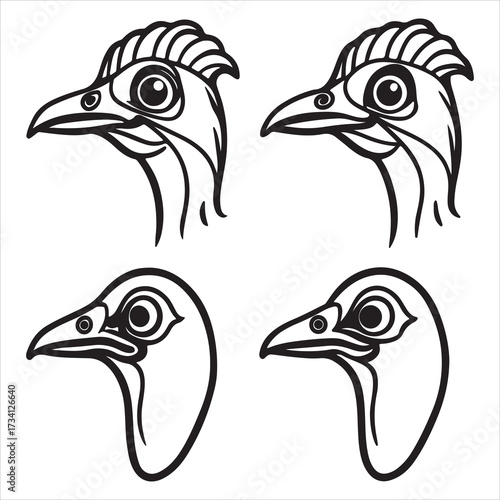 A Dangerous Primitive Cassowary Bird, a Flightless Ratite Dinosaur Bird with a Bony Casque, Bright Bluehead, and Powerful Lethal Kicker Legs in the Rainforest