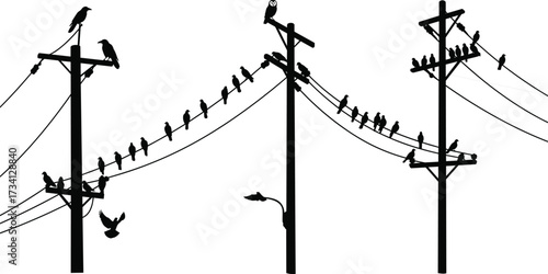 Utility poles, perched birds, flying bird, power lines, streetlamp, urban wildlife, rural scene, silhouette, black, white, electricity, infrastructure, resting