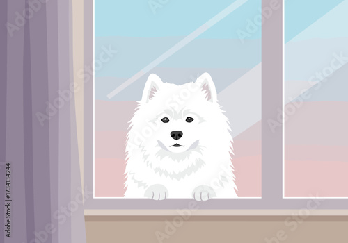 Curious samoyed dog peering through window cozy room domestic side view pet ownership concept