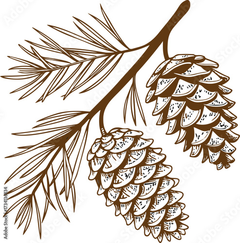 vector illustration of pine cones