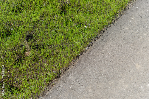 patchy or thin growth grass from seed and asphalt path - diagonal view