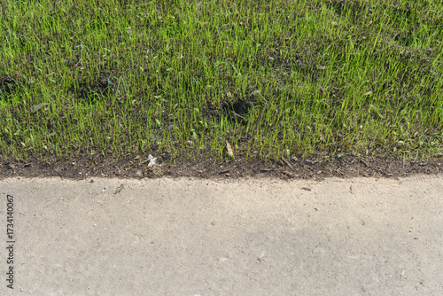 patchy or thin growth grass from seed and asphalt path - horizontal view