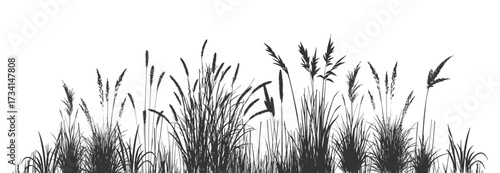 Black silhouettes of cattails and reeds on a white background with wild riverbank swamp grass.