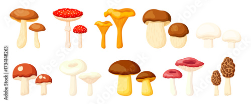Set of edible and poisonous mushrooms in cartoon style. Vector illustration: porcini mushrooms, fly agarics, chanterelles, russula, champignons, boletus, ceps, morels isolated on white background.