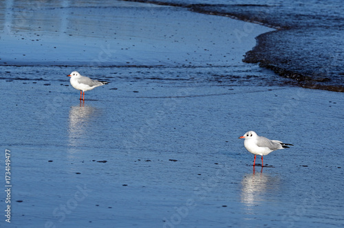 Ustka, Słupsk county, Pomorze, Pomerania, Poland, Europe : Ustka - popular holiday resort on South Coast of Baltic Sea, Slovincian Coast, Black-headed gulls on wet sandy beach in September