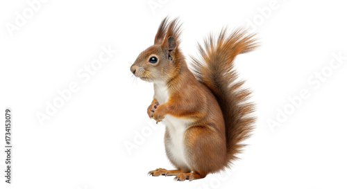 Foto Isolated red squirrel standing up, holding its paws, furry tail, wild animal rod
