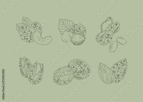 Nuts set almond, cashew, hazelnut, peanut, pistachio, walnut drawing in graphic floral style on green background