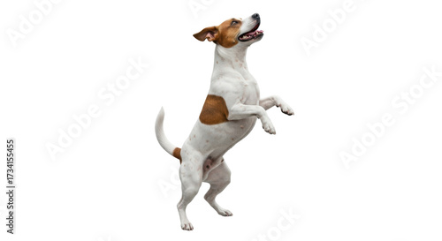 Isolated Jack Russell Terrier performing, adorable dog, standing on hind legs, pet trick