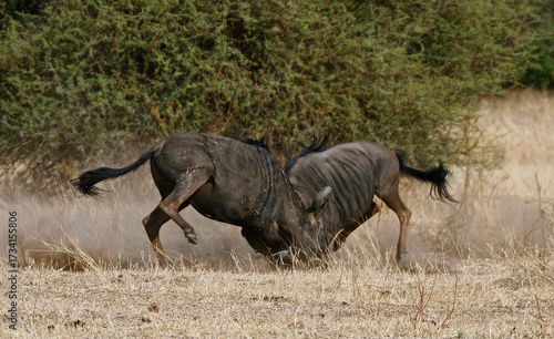 Canvas Print Blue wildebeest bulls engaged in dramatic territorial combat kicking up dust in