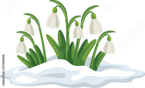 Snowdrop White Flower Plant Spring Blossom on Transparent Background Vector