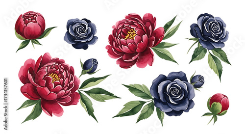 Fototapeta Naklejka Na Ścianę i Meble -  A collection of watercolor floral elements featuring red peonies and navy blue roses for elegant botanical design projects and wedding invitations.