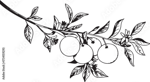 Plum Branch Leaf Isolated Tree Fruit Orchard Garden Agriculture Harvest Food