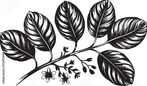 Hand Drawn Calathea Plant Branch with Flowers Monochrome Illustration Botany Nature