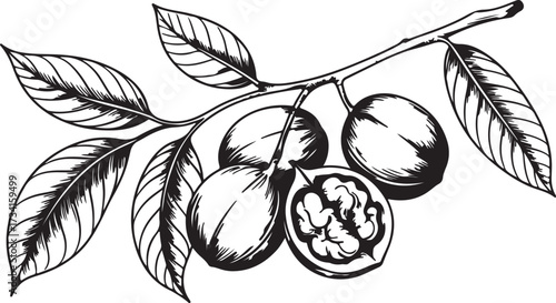 Black Walnut Branch with Leaves and Nuts Monochrome Illustration Botany Nature