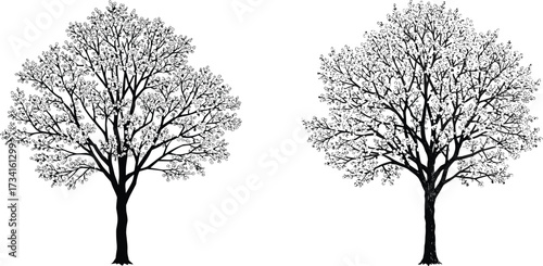 Black silhouette tree illustration with detailed branches and leaves, natural forest element, isolated botanical design, cad drawing flat vector illustration