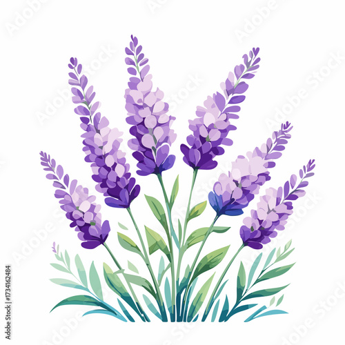 A watercolor illustration of lavender flowers with thin stems and purple blossoms isolated on a clean white background.