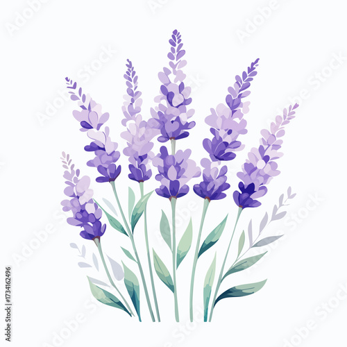 A watercolor illustration of lavender flowers with thin stems and purple blossoms isolated on a clean white background.