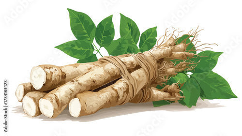 Fresh Cassava Roots Vector Illustration for Culinary Designs