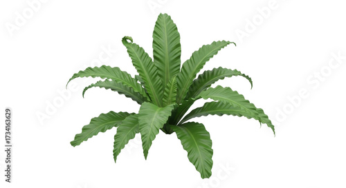 Obraz na plátne Isolated Bird's Nest Fern, tropical green leaves of Asplenium nidus plant agains