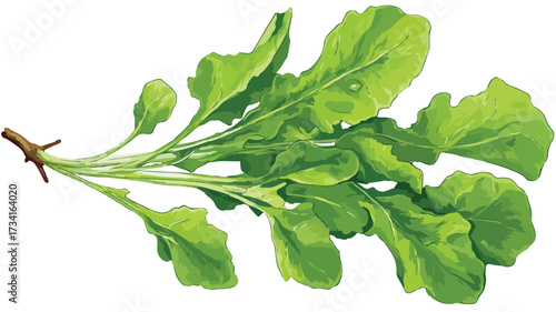 Fresh Rucola Green Leaves Vector Illustration - Vibrant and Detailed Organic Greenery Design
